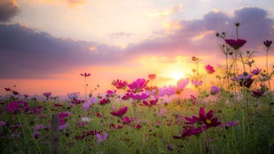 Semillas de Plenitud