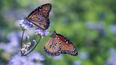 Trauma und Beziehung