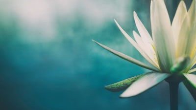 Sr. Draupadi: The Self-Realization Fellowship