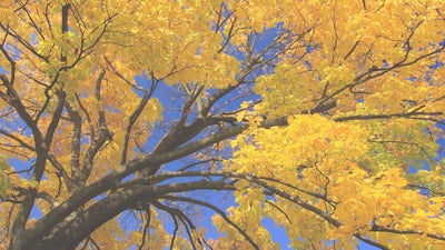 An Interview with Lynn Andrews