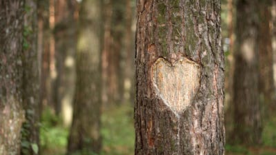 Fern Stewart Welch on The Heart Knows the Way