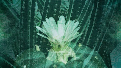 Cacti: Indigenous Medicine of the Mind