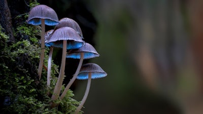 Bacteria & Fungi - Meditation 