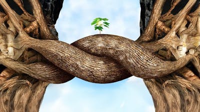 L'intelligence des arbres