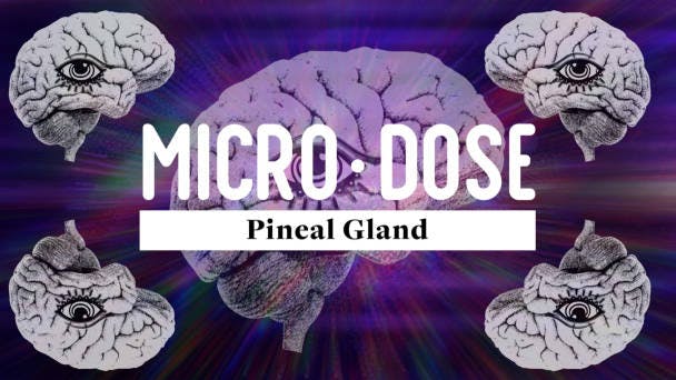 Pineal Gland