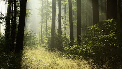 Hunting Bigfoot with Rhettman Mullis