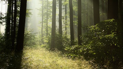 Hunting Bigfoot with Rhettman Mullis