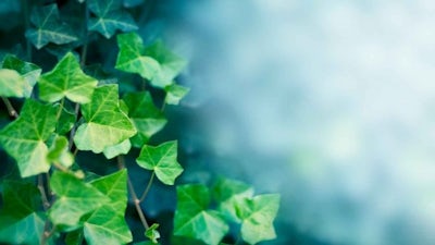 A Story of Self-Healing (Terry McBride)