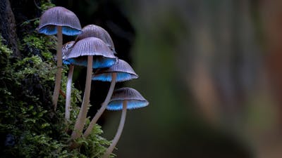 Bacteria & Fungi - Meditation 