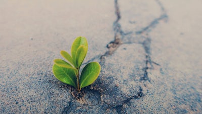 Bruce H. Lipton on the Biology of Belief