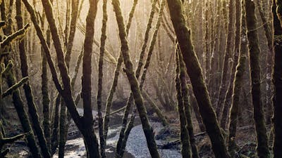 Love Yourself, Love the World: Audio Meditation