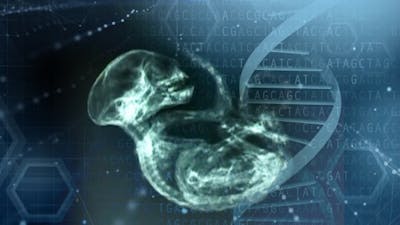 La genética de un ser híbrido