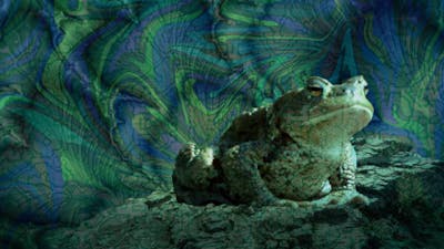 Frog And Toad Medicine