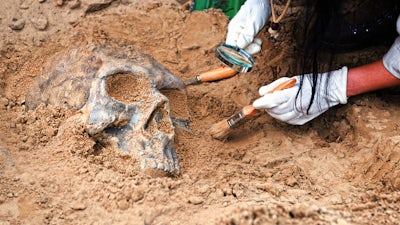 Evidencias de gigantes