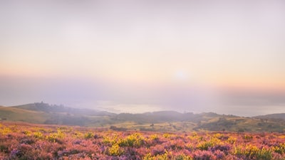 Essential Gut Health