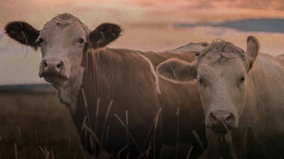 Sistema alimenticio en crisis