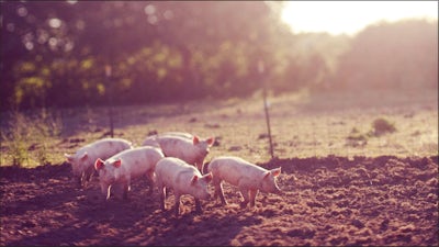 Pig Business with Lady Worcester