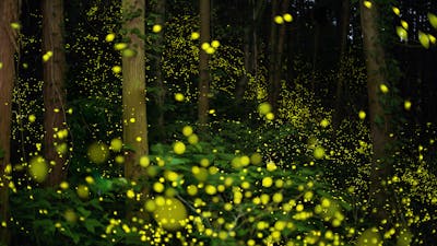 Libération Émotionnelle 