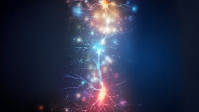 Neurociencia de la meditación