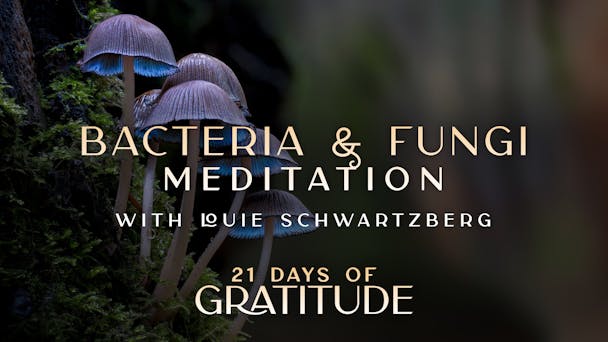 Bacteria & Fungi - Meditation 