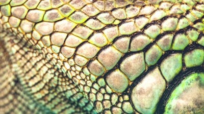 The CryptoHunter with John Rhodes