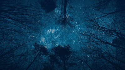 Jim Robbins on Why Trees Matter