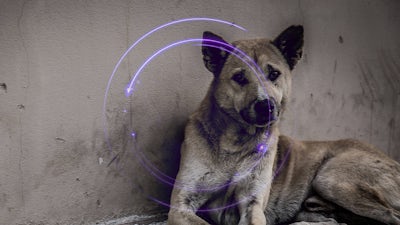 Abuso animal en nuestro planeta