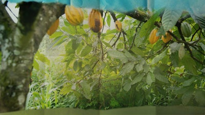 Cameroun: l'arbre anti-douleur