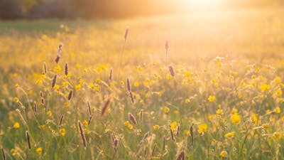 Sunrise and Shine