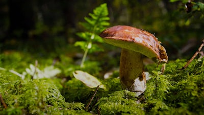 Paul Stamets on the Healing Power of Mushrooms