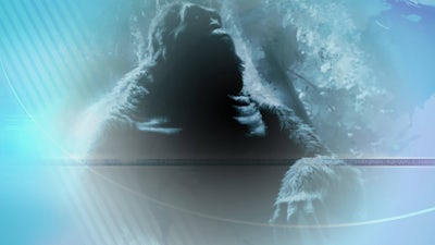 Sasquatch Chimera Mystery