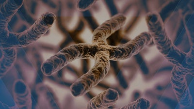 Genetische Hinweise auf den menschlichen Ursprung