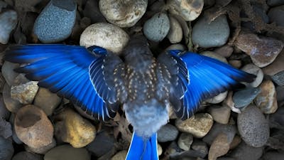 Disipando dudas de la vida después de la muerte