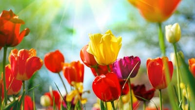 Intuitive Healing (Dr. Judith Orloff)