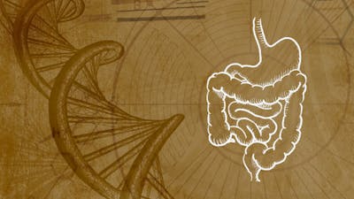 Immunität & das Mikrobiom