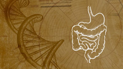 Immunität & das Mikrobiom