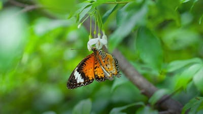 Dissolving Low-frequency Vibrations