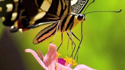 Balance Audio Meditation