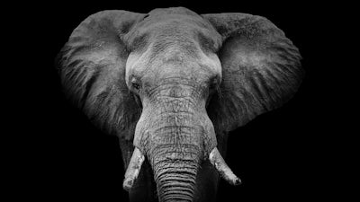Music for Elephants