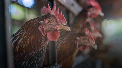 No to Factory Farming