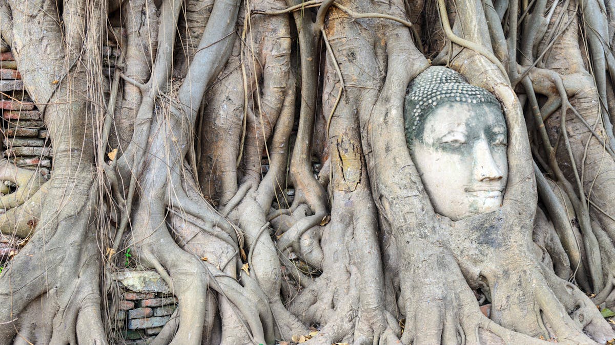 Watch Rick Hanson On Buddhas Brain Gaia