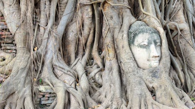 Rick Hanson on Buddha’s Brain