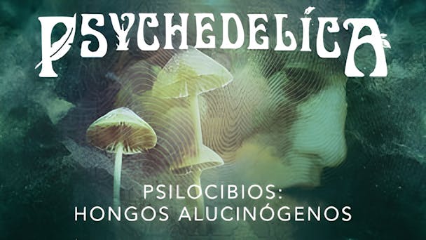 Psilocibios: Hongos Alucinógenos