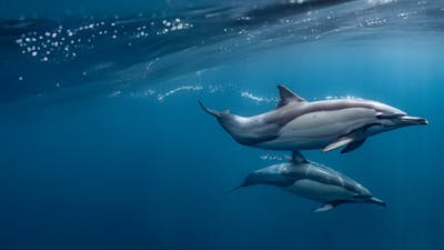 Ocean souls: Almas del azul profundo