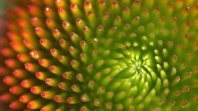 La magia del agradecimiento 