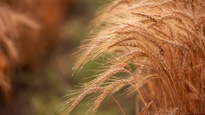 El regalo de la autocompasión