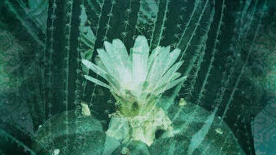 Cacti: Indigenous Medicine of the Mind