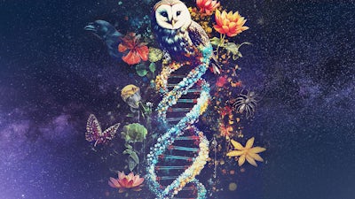 Revelation of Divine Wisdom