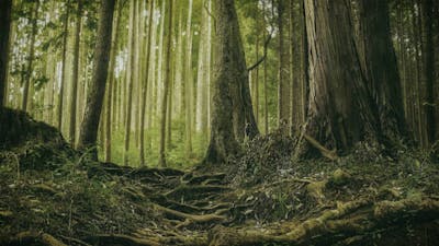 Contentment in Solitude: Audio Meditation