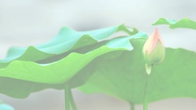 The Next Generation (Gotham Chopra, Noah Levine, & Ocean Robbins)